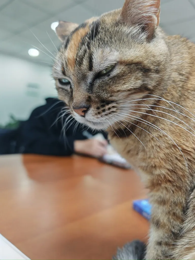 桌边凑近镜头的狸花猫