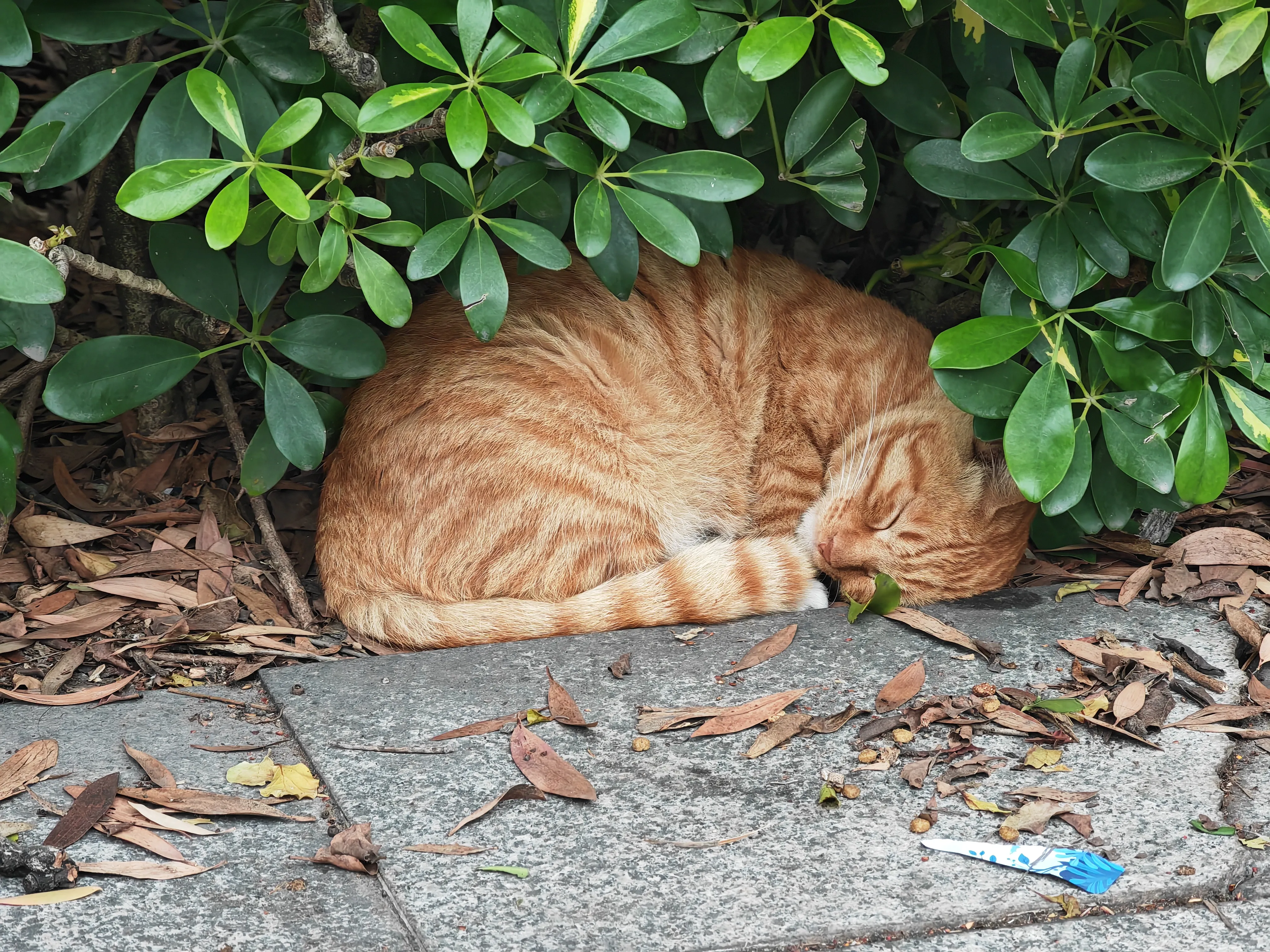 灌木下熟睡的橘猫